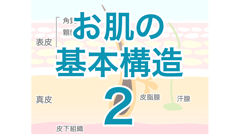 お肌の基本構造2