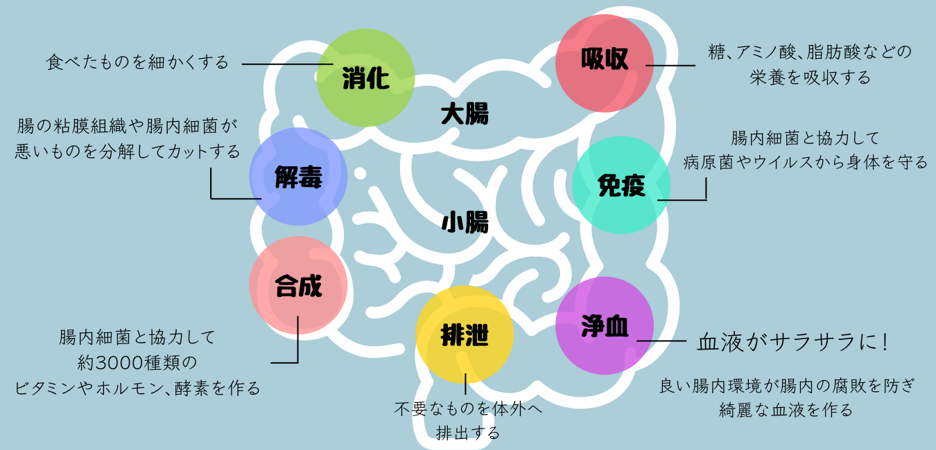 もんじゃる問屋町　腸活