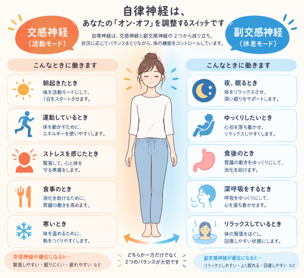 自律神経の働きをイラストで解説。交感神経と副交感神経が働くタイミング